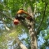 Tree Services in Vancouver, WA partner small image